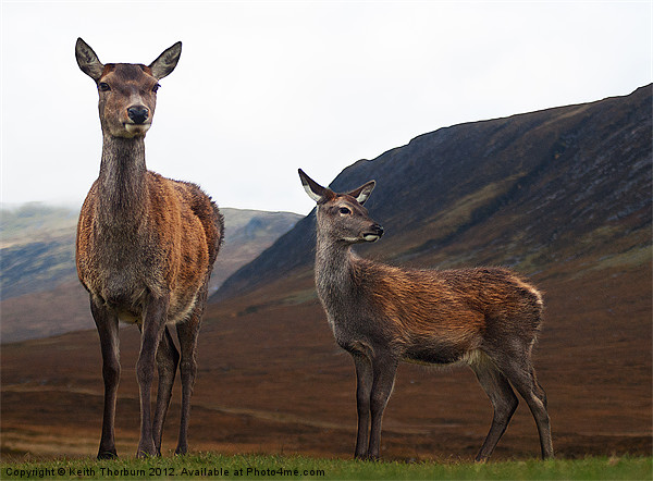 Deer in the Highlands Picture Board by Keith Thorburn EFIAP/b
