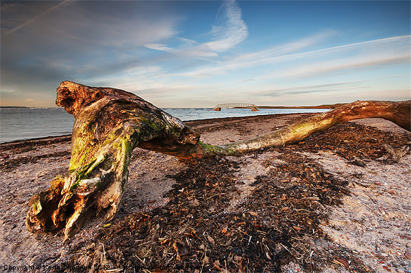 Beached Tree Picture Board by Keith Thorburn EFIAP/b