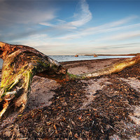 Buy canvas prints of Beached Tree by Keith Thorburn EFIAP/b