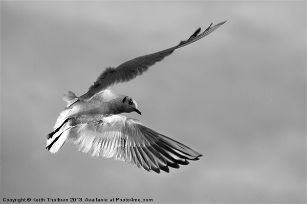 Seagull in Flight Picture Board by Keith Thorburn EFIAP/b