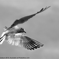 Buy canvas prints of Seagull in Flight by Keith Thorburn EFIAP/b