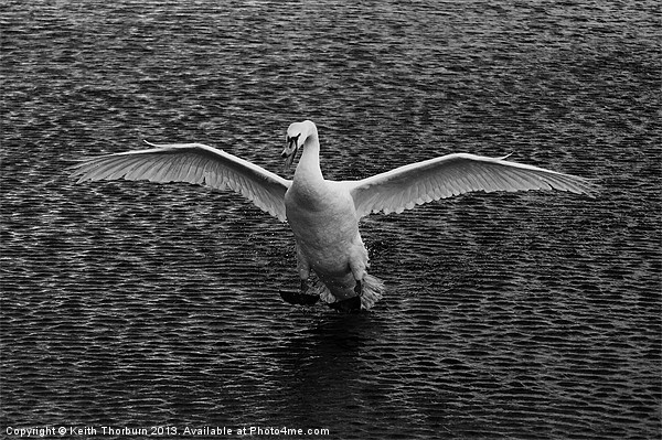 Swan Landing Picture Board by Keith Thorburn EFIAP/b