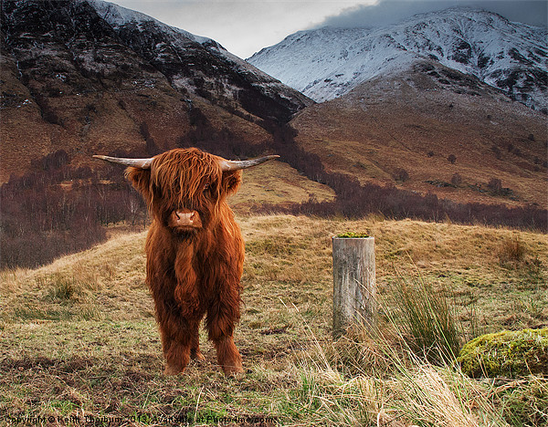 Baby Highland Cow Picture Board by Keith Thorburn EFIAP/b