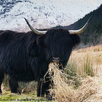 Buy canvas prints of The Bull by Keith Thorburn EFIAP/b