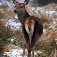 Buy canvas prints of Deer looking back by Keith Thorburn EFIAP/b