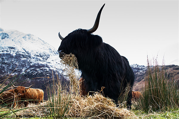 Highland Bull Picture Board by Keith Thorburn EFIAP/b