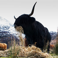Buy canvas prints of Highland Bull by Keith Thorburn EFIAP/b