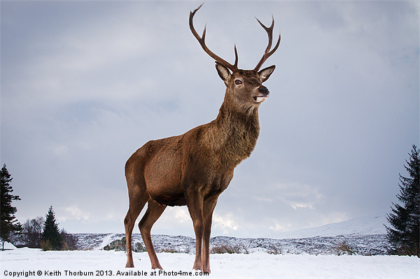 Highland Deer Picture Board by Keith Thorburn EFIAP/b