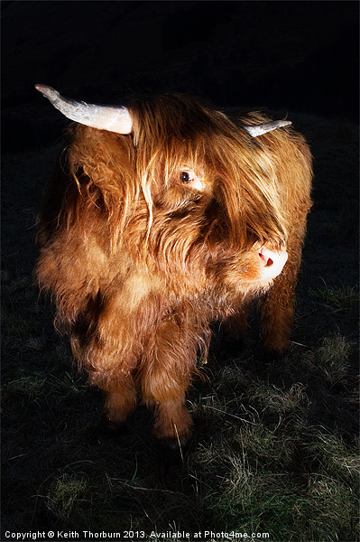 Highland Cow Picture Board by Keith Thorburn EFIAP/b