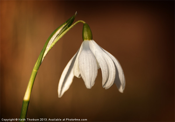 Snow Drop Picture Board by Keith Thorburn EFIAP/b