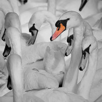 Buy canvas prints of Swan Gathering. by Keith Thorburn EFIAP/b