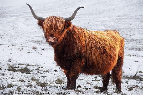 Highland Cow Picture Board by Keith Thorburn EFIAP/b