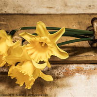 Buy canvas prints of Hanging Daffodils by Keith Thorburn EFIAP/b