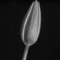 Buy canvas prints of Tulip Macro by Keith Thorburn EFIAP/b