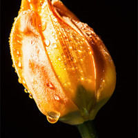 Buy canvas prints of Old Tulip Watered by Keith Thorburn EFIAP/b