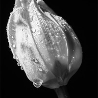 Buy canvas prints of Black and White Tulip by Keith Thorburn EFIAP/b