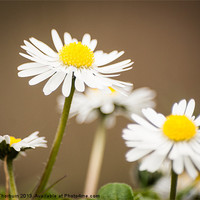 Buy canvas prints of Daisys by Keith Thorburn EFIAP/b