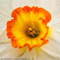 Buy canvas prints of White Daffodil by Keith Thorburn EFIAP/b