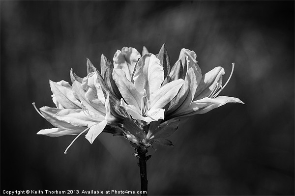 Chrysanthemum Picture Board by Keith Thorburn EFIAP/b