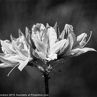 Buy canvas prints of Chrysanthemum by Keith Thorburn EFIAP/b