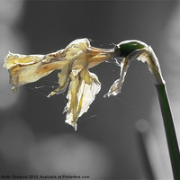 Buy canvas prints of Withered Daffodil by Keith Thorburn EFIAP/b
