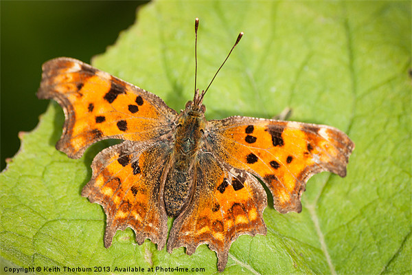 COMMA Picture Board by Keith Thorburn EFIAP/b