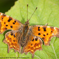 Buy canvas prints of COMMA by Keith Thorburn EFIAP/b