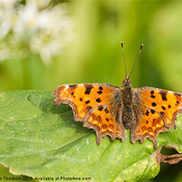 Buy canvas prints of Comma Butterfly by Keith Thorburn EFIAP/b