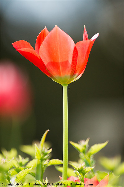 Red Tulip Flower Picture Board by Keith Thorburn EFIAP/b