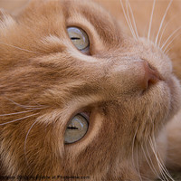 Buy canvas prints of Ginger Cat by Keith Thorburn EFIAP/b
