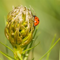 Buy canvas prints of Ladybird on Flower by Keith Thorburn EFIAP/b