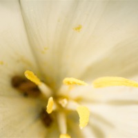 Buy canvas prints of white Flower Close Up by Keith Thorburn EFIAP/b