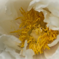 Buy canvas prints of White Flower Close Up by Keith Thorburn EFIAP/b