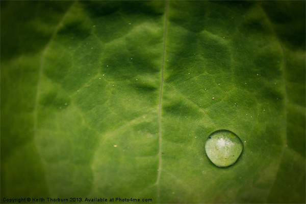 Rain Drop on Leaf Picture Board by Keith Thorburn EFIAP/b