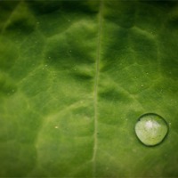 Buy canvas prints of Rain Drop on Leaf by Keith Thorburn EFIAP/b