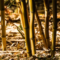 Buy canvas prints of Bamboo Cane by Keith Thorburn EFIAP/b