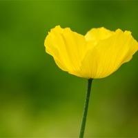Buy canvas prints of Buttercup by Keith Thorburn EFIAP/b