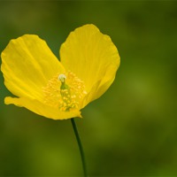 Buy canvas prints of Buttercup by Keith Thorburn EFIAP/b