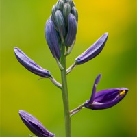 Buy canvas prints of Purple Flower by Keith Thorburn EFIAP/b