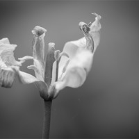 Buy canvas prints of Black and White Flower by Keith Thorburn EFIAP/b