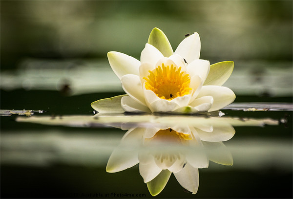 Water Lily Picture Board by Keith Thorburn EFIAP/b