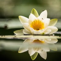 Buy canvas prints of Water Lily by Keith Thorburn EFIAP/b