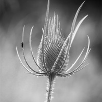 Buy canvas prints of black and white Teasel flower by Keith Thorburn EFIAP/b