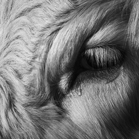 Buy canvas prints of Crying Cow by Keith Thorburn EFIAP/b