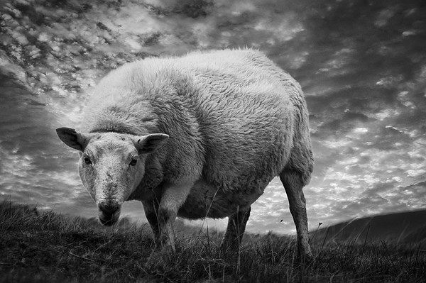 Moody Sheep Picture Board by Keith Thorburn EFIAP/b