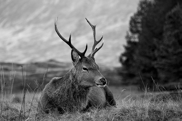 Highland Deer Sitting Picture Board by Keith Thorburn EFIAP/b