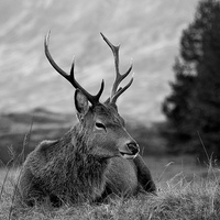 Buy canvas prints of Highland Deer Sitting by Keith Thorburn EFIAP/b