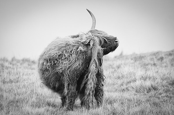 Highland Cow Scratching Picture Board by Keith Thorburn EFIAP/b