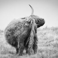 Buy canvas prints of Highland Cow Scratching by Keith Thorburn EFIAP/b