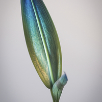 Buy canvas prints of Lilly Bud by Keith Thorburn EFIAP/b